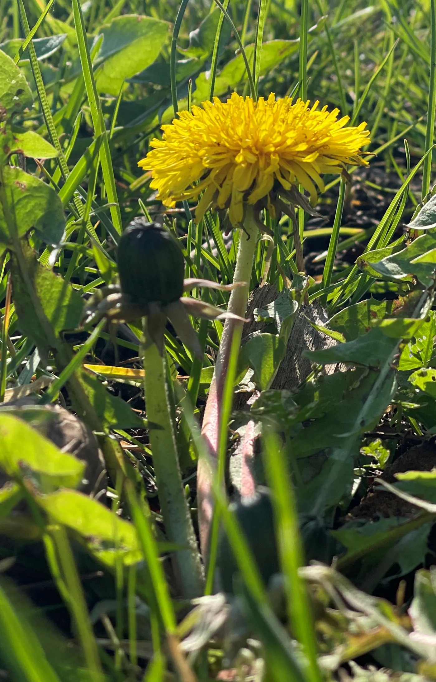 Start in den Frühling - Loslassen &amp; neue Energie tanken