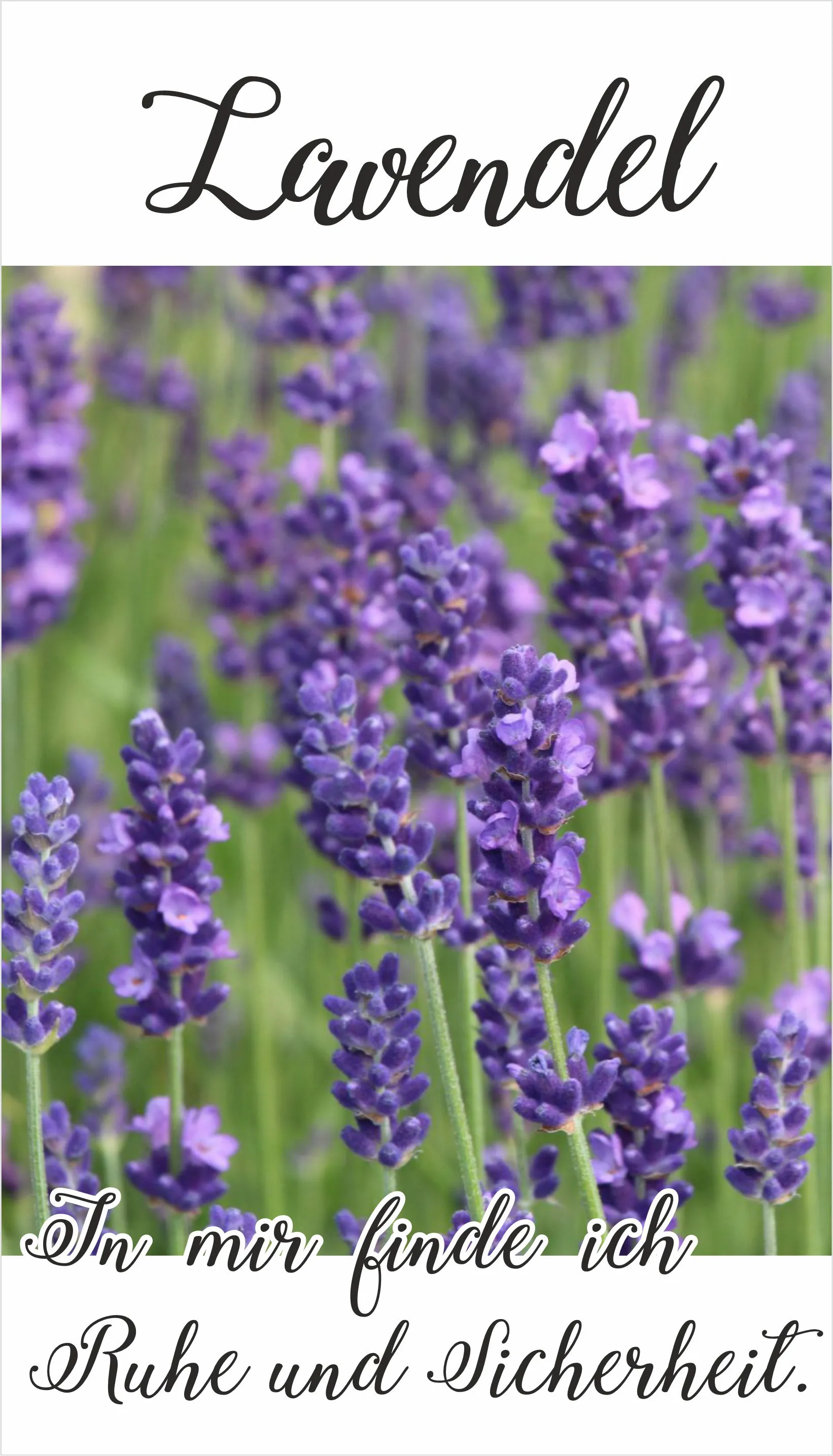 Lavendel...