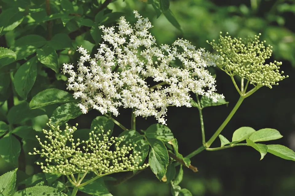 Holunder/ Sambucus nigra - ein wiederentdecktes Superfood