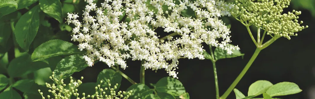 Die Holunderblüte