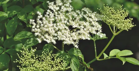 Holunder/ Sambucus nigra - ein wiederentdecktes Superfood